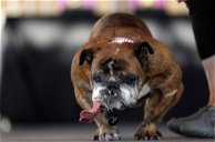 Copertina di Zsa Zsa è il cane più brutto del mondo del 2018: tutti i finalisti
