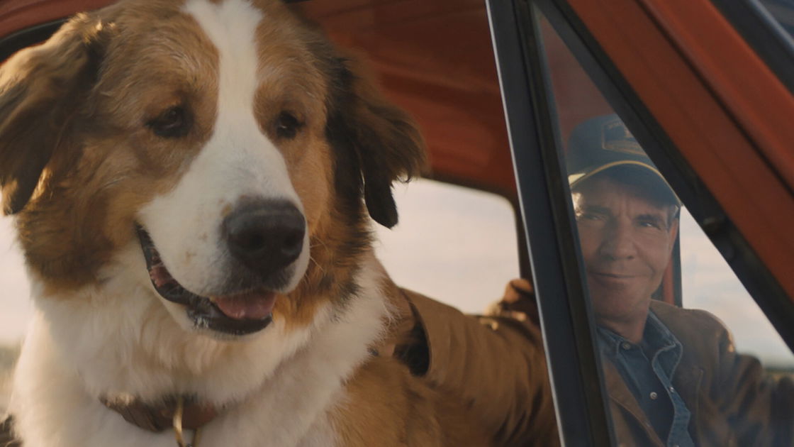 Copertina di Qua la Zampa 2, trailer e trama del film con Dennis Quaid