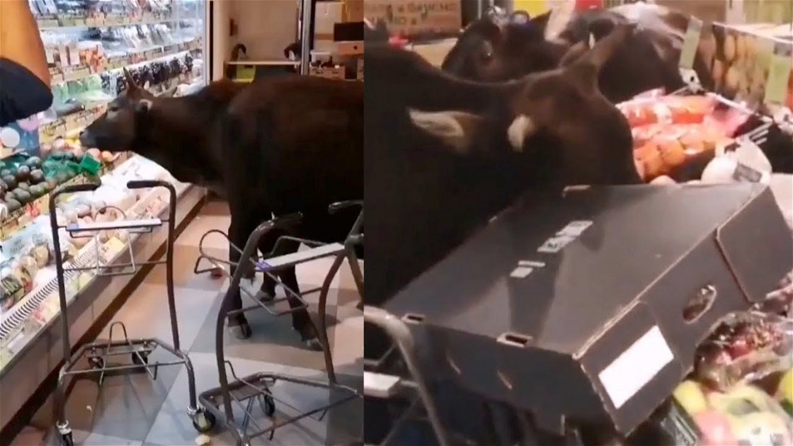 Copertina di Hong Kong: le mucche irrompono al supermercato e banchettano [VIDEO]