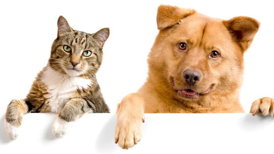 Copertina di Amici Fedeli: arriva il conto in banca per cani e gatti