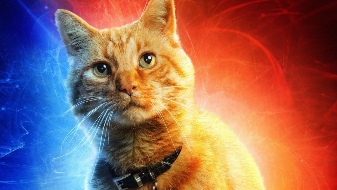 Copertina di The Marvels: il gatto Goose e i suoi amici pronti all'invasione?
