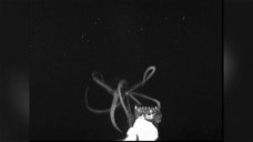 Copertina di Calamaro gigante: la prova video che ne immortala l'esistenza