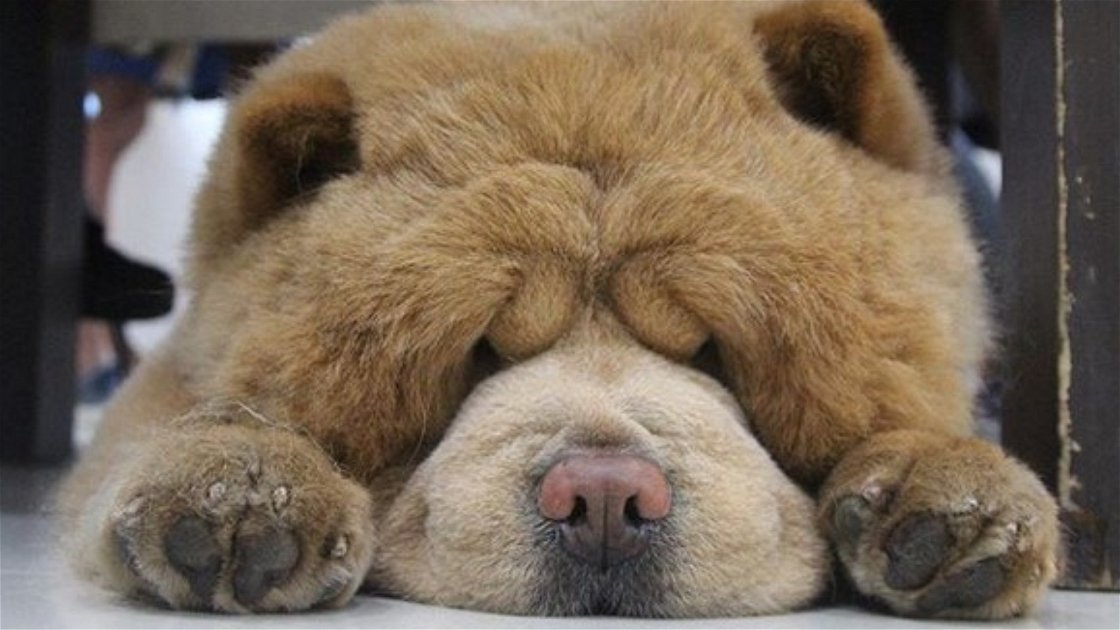 Copertina di Il dolcissimo cane che sembra un orsetto di peluche