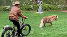 Copertina di Arnold Schwarzenegger in bicicletta che insegue un pony è il video di cui hai bisogno