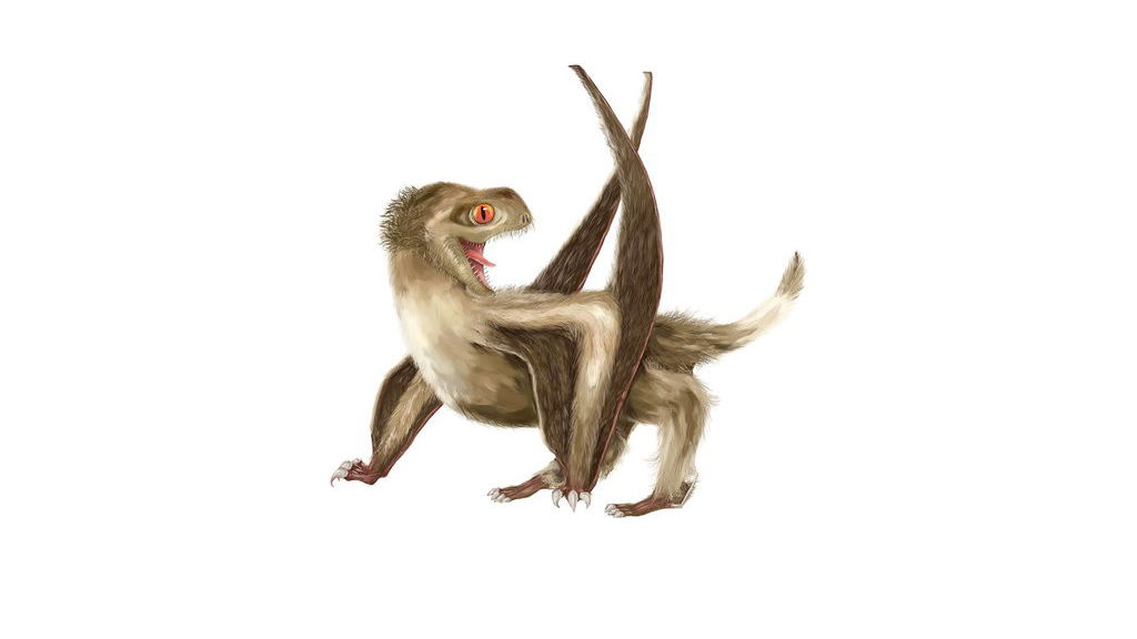 Copertina di Gli pterosauri furono i primi esseri viventi dotati di piumaggio