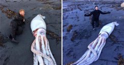 Copertina di Il calamaro gigante spiaggiato in Nuova Zelanda è impressionante