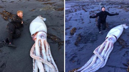 Copertina di Il calamaro gigante spiaggiato in Nuova Zelanda è impressionante