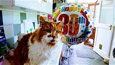 Portada de El gato más viejo del mundo celebra sus primeros 30 años