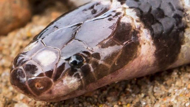 Copertina di Stiletto di Branch, il serpente con un'arma nascosta