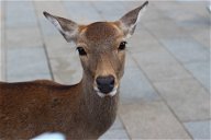 Copertina di I cervi di Nara lasciano i parchi per cercare cibo in città visto il calo di turisti