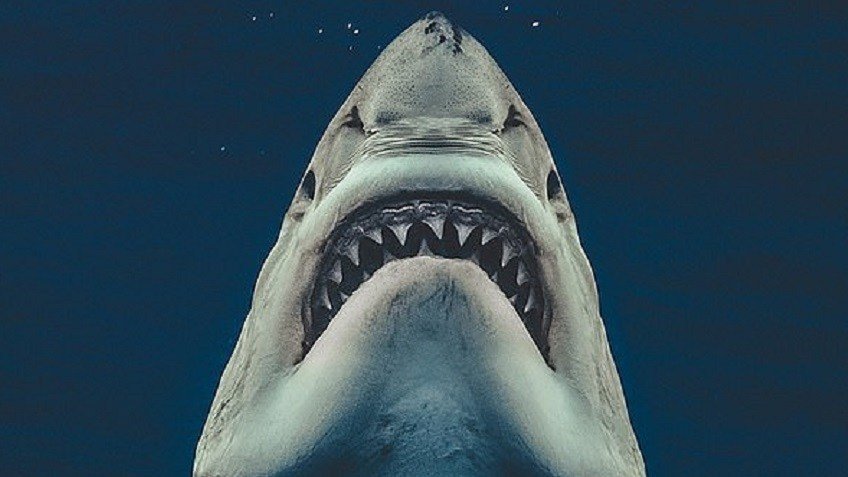 Copertina di Lo squalo: un fotografo ha ricreato l'iconica locandina con uno squalo vero