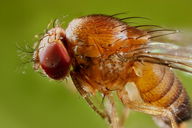 Copertina di Biologi creano moscerini mutanti con geni di 140 milioni di anni fa