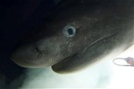 Copertina di Filmato uno squalo abissale, negli oceani da oltre 200 milioni di anni [VIDEO]