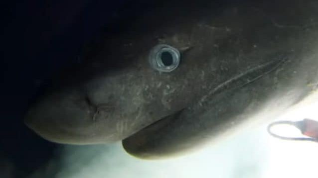 Copertina di Filmato uno squalo abissale, negli oceani da oltre 200 milioni di anni [VIDEO]