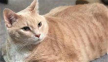 Obálka Eca Bronsona, 15ti kilové kočky přezdívané „skutečný Garfield“, která bojuje s dietou