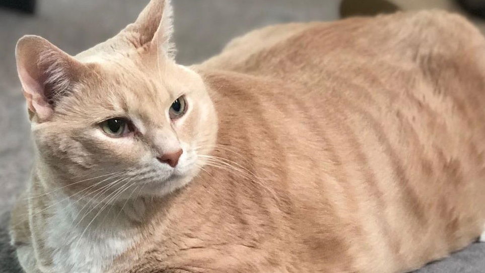 Copertina di Ecco Bronson, il gatto da 15 chili soprannominato 'il vero Garfield' che combatte con la dieta