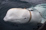Copertina di Norvegia, trovata e liberata una presunta "balena spia" russa