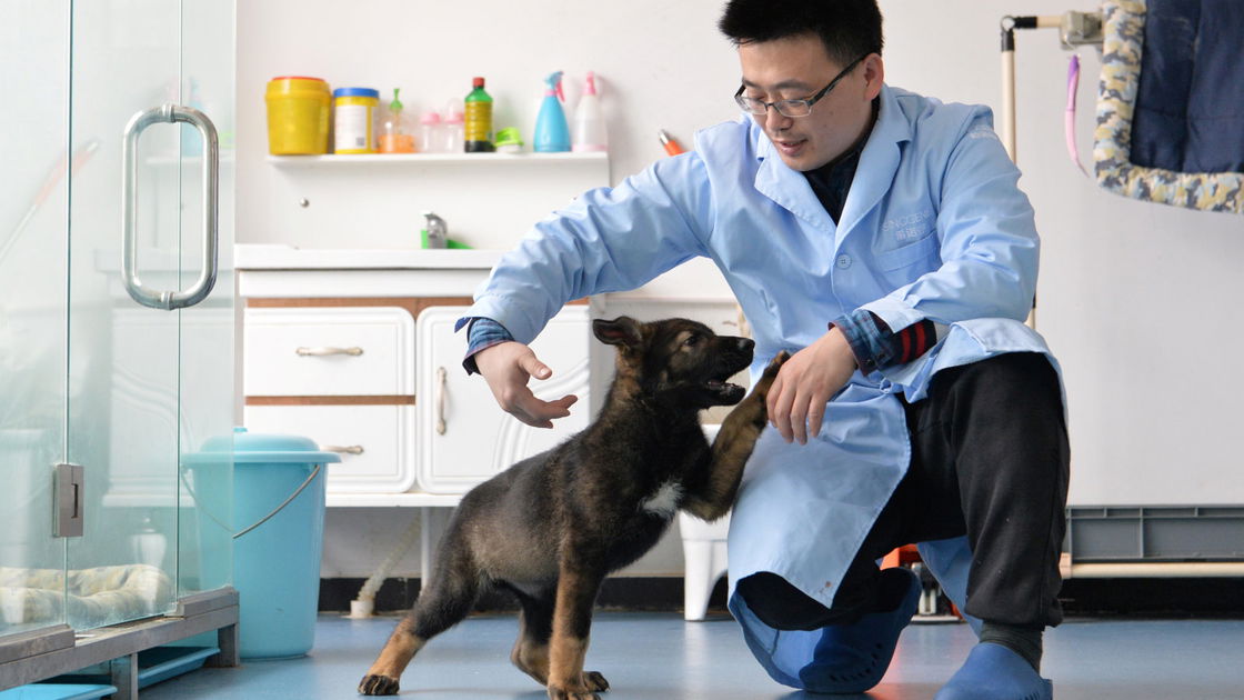 Copertina di Cina, clonato cane poliziotto per ridurre i tempi d'addestramento