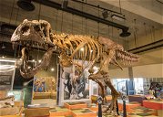 Copertina di Ecco lo scheletro del T-Rex Scotty, il più grande mai rinvenuto