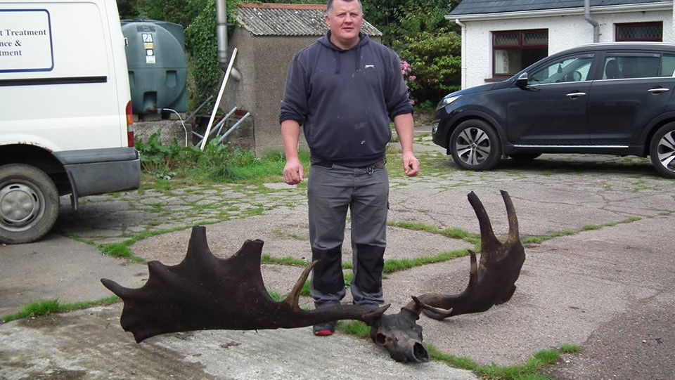Copertina di Le enormi corna di un cervo gigante estinto ripescate in Irlanda