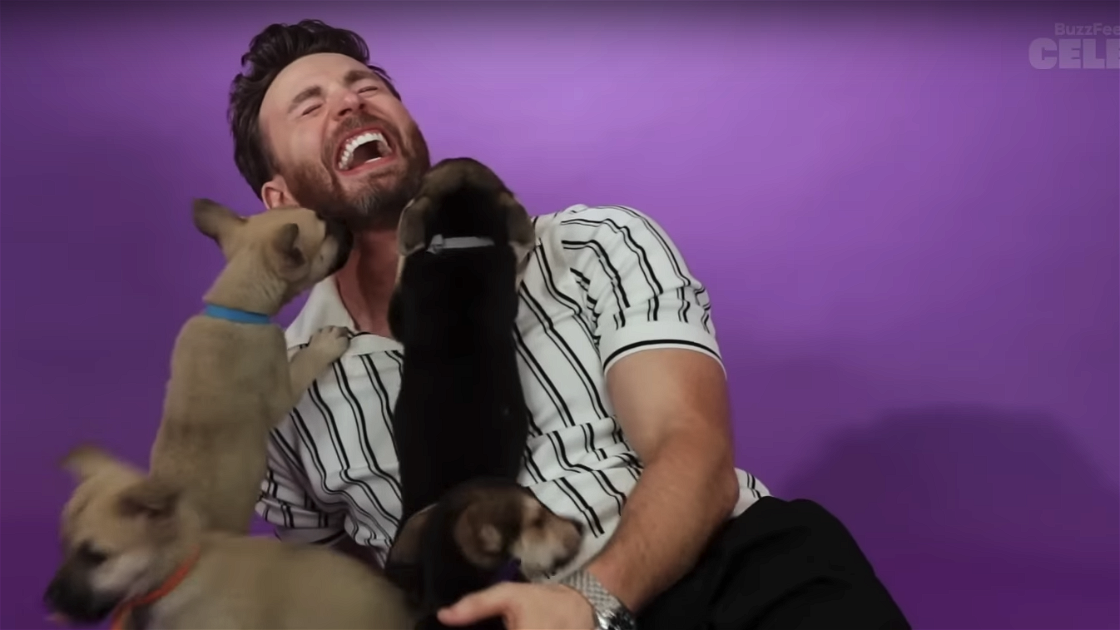 Copertina di Chris Evans: l'intervista con i cuccioli è la cosa più bella che vedrete oggi