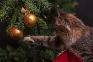 ¿Portada de Brilliant o trash? El árbol de Navidad para los que tienen gatos