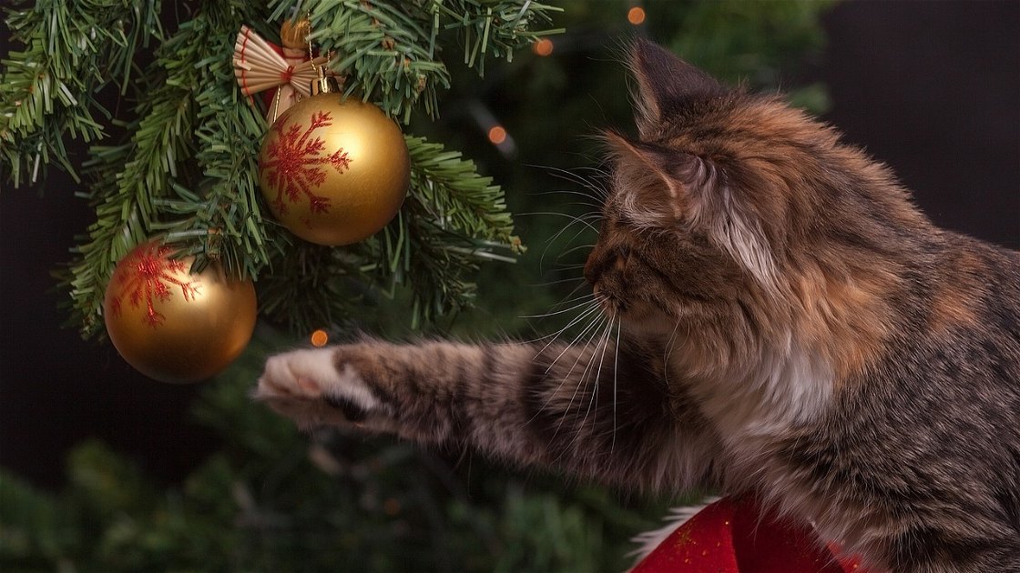Copertina di Geniale o trash? L'albero di Natale per chi ha i gatti